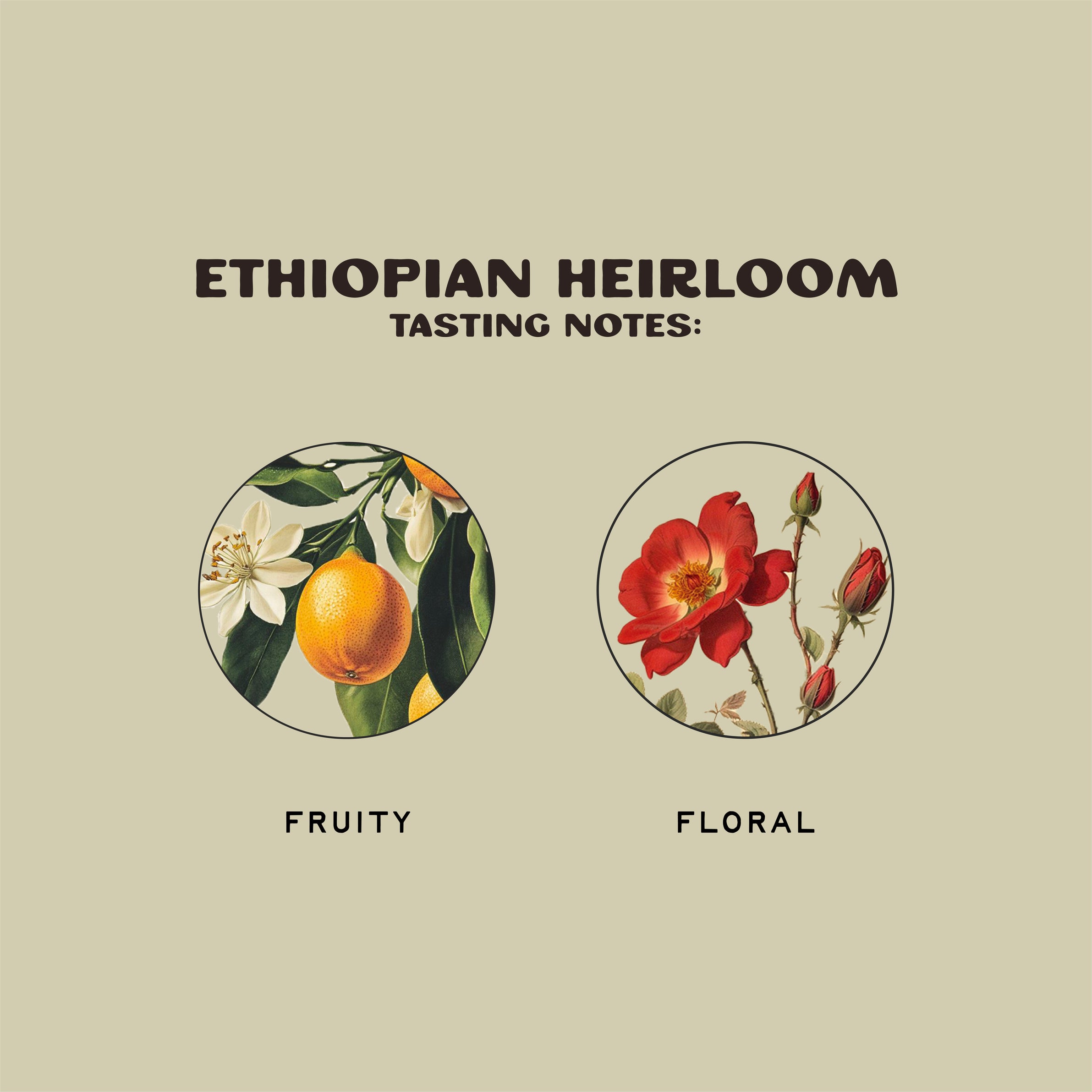 Ethiopian Heirloom